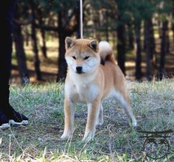 picture of dog