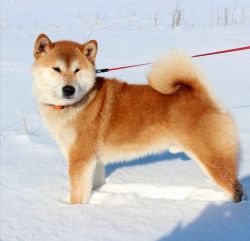 picture of dog