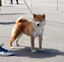 picture of dog