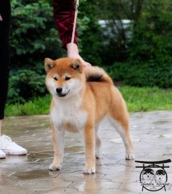 picture of dog