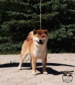picture of dog