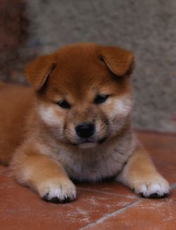 picture of dog