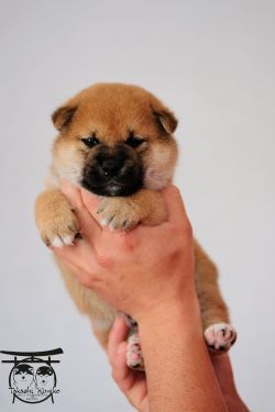 picture of dog