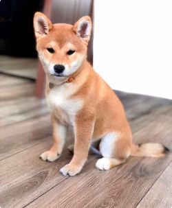 picture of dog