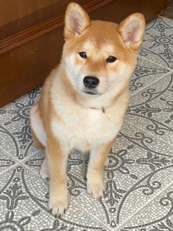 picture of dog