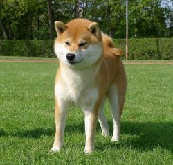 picture of dog