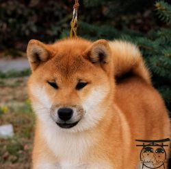 picture of dog