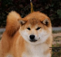 picture of dog