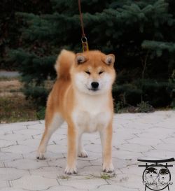 picture of dog