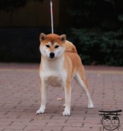 picture of dog