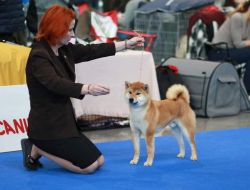 picture of dog