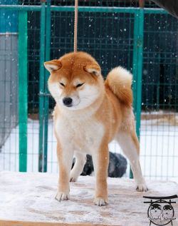 picture of dog