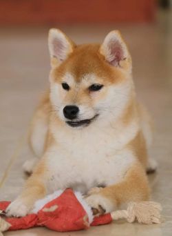 picture of dog