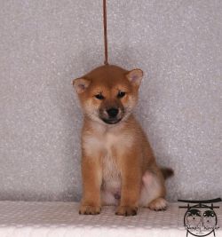 picture of dog