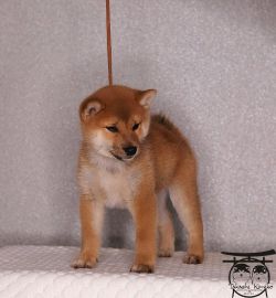 picture of dog