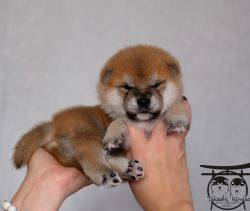 picture of dog