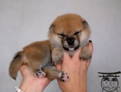picture of dog
