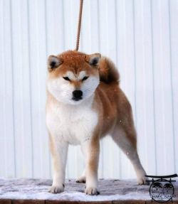 picture of dog