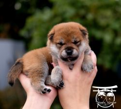 picture of dog