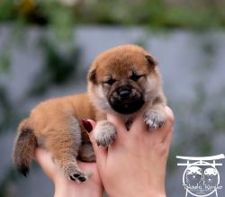 picture of dog