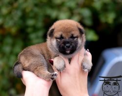 picture of dog