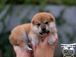 picture of dog