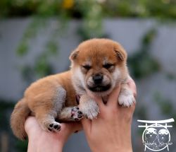 picture of dog