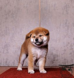 picture of dog