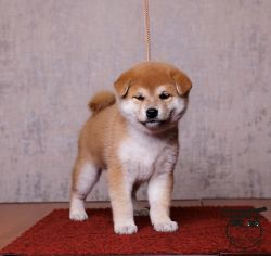 picture of dog