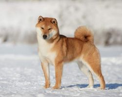 picture of dog