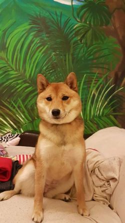 picture of dog