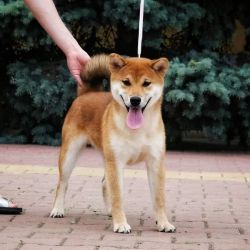picture of dog