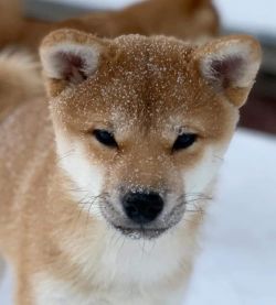 picture of dog