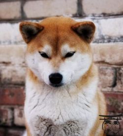 picture of dog