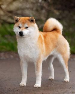 picture of dog