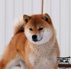 picture of dog