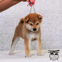 picture of dog