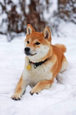 picture of dog