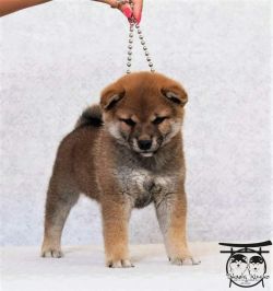 picture of dog