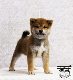 picture of dog