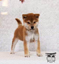picture of dog