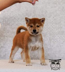 picture of dog