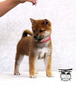 picture of dog