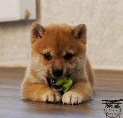 picture of dog