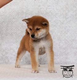 picture of dog
