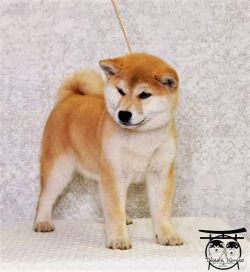 picture of dog