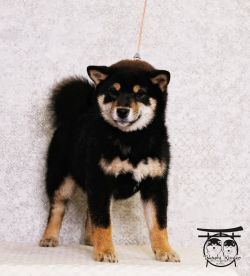 picture of dog