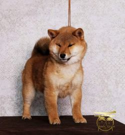 picture of dog