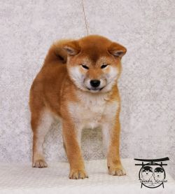 picture of dog