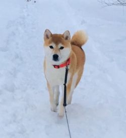 picture of dog